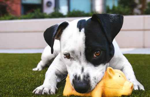Creche para Cães - Loures
