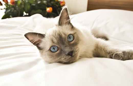Hotel para Gatos - Cuidados para Animais de Estimação