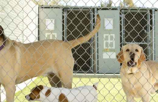 Hotel de Animais de Estimação - Creche Para Cães