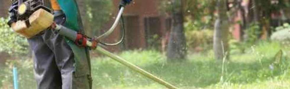 Pinguim amarelo lda. - Fixando