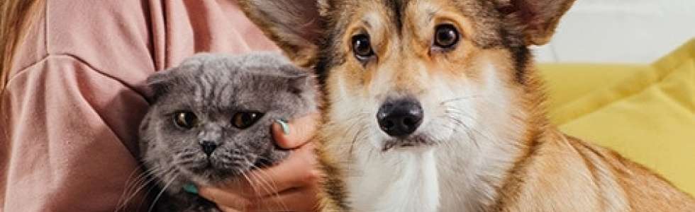 Pet Sitting e Pet Walking - Fixando