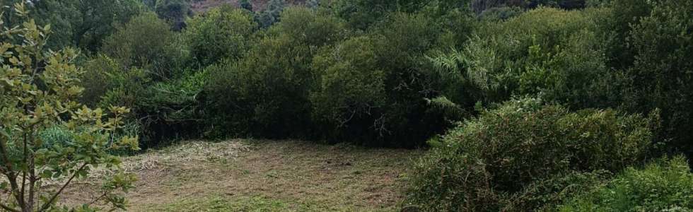 Prado Verde - Fixando