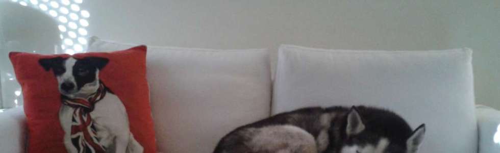 Ana Vaz de Barros - Fixando