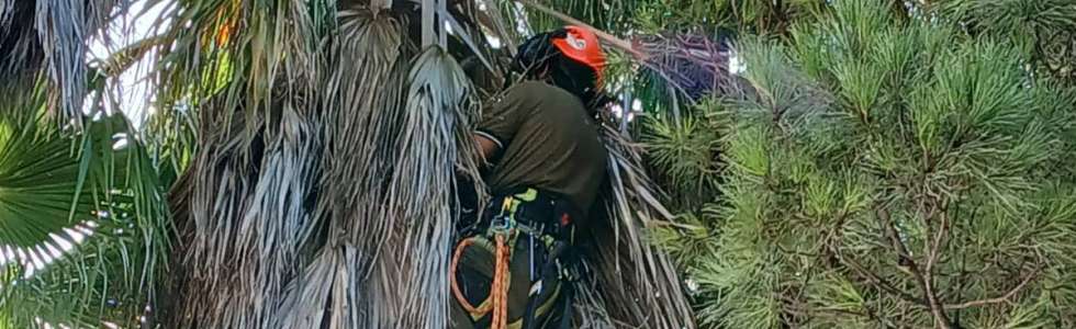Lcr Tree Service - Fixando