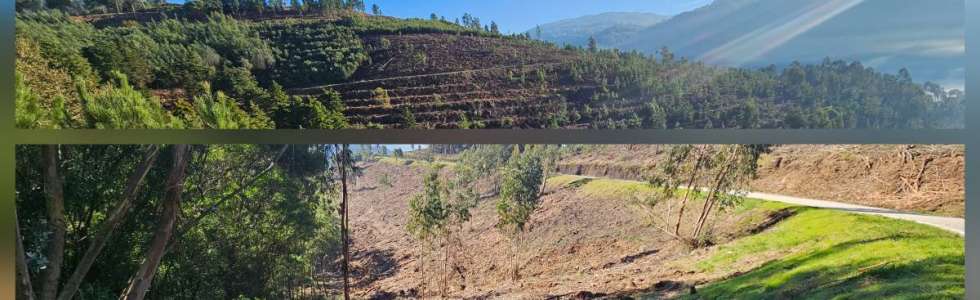 InovoGreen Servi&ccedil;os Florestais e Ambientais - Fixando