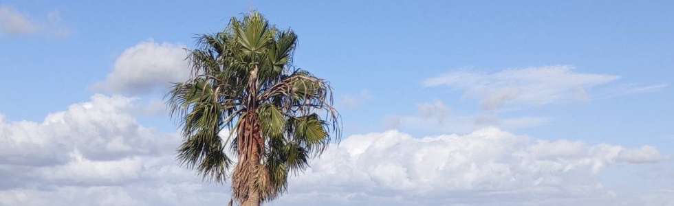 Eduardo  Nascimento - Fixando