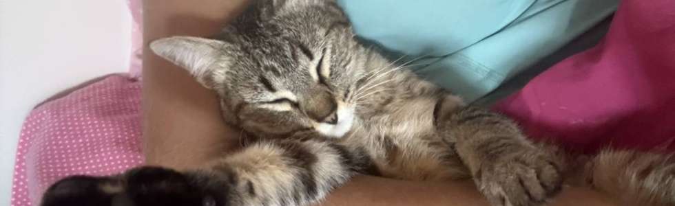 sweet_tails - Fixando