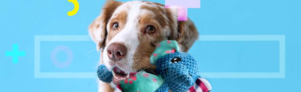 Paya Pets | Boarding & Sitting - Fixando