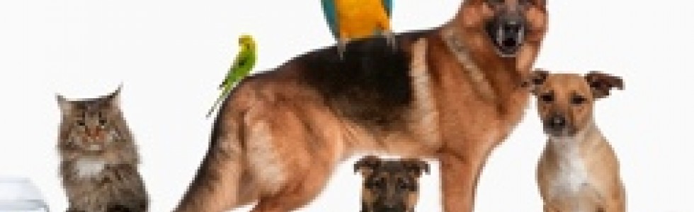 Tavira Pet Sitting - Fixando