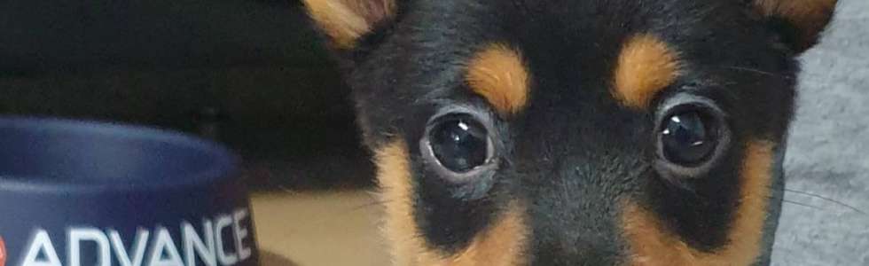 Pet Sitting - Fixando