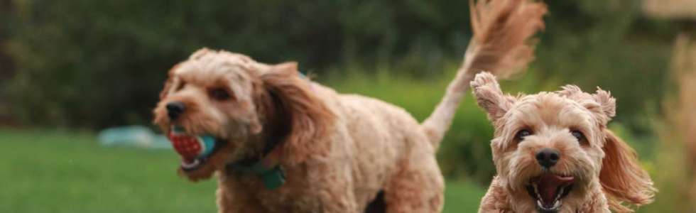 Pet Care on Demand - Fixando