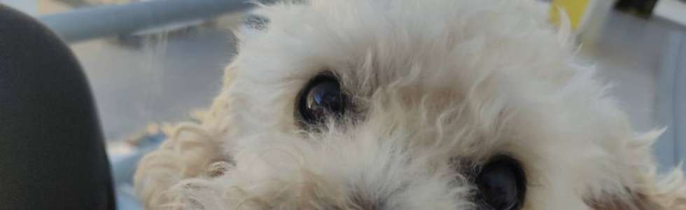 Bruna Dias | Pet Sitter Pinhal Novo - Fixando