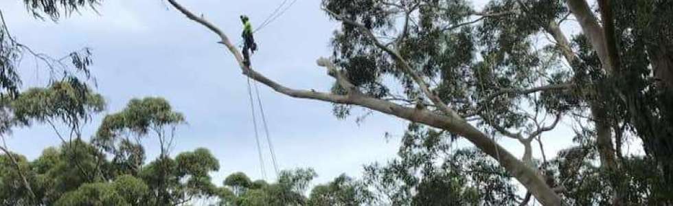 Scottish Arborist - Fixando