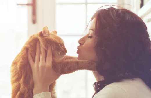 Cat Sitting - Haired