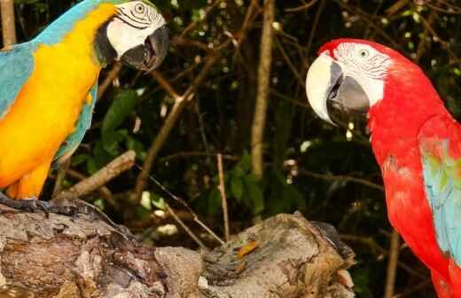 Zoo infantil ambulante - Carrickabweehan
