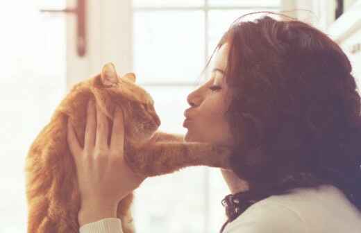 Cat Sitting - Bonymaen